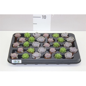 Echeveria Gemengd Mini