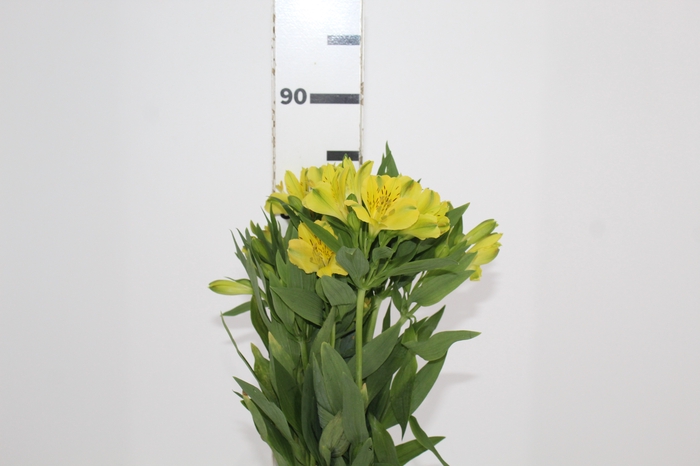 <h4>ALSTROEMERIA SUNNY LADY 080 CM</h4>