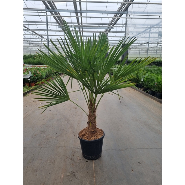 <h4>Trachycarpus fortunei</h4>