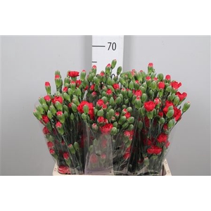 Di Tr Red Diamonds (x60)