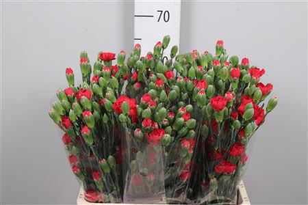 <h4>Di Tr Red Diamonds (x60)</h4>