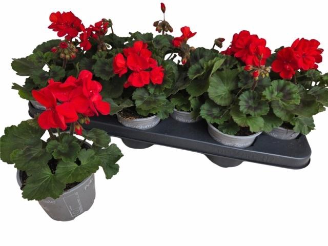 <h4>PEL ZON P TAN D RED</h4>