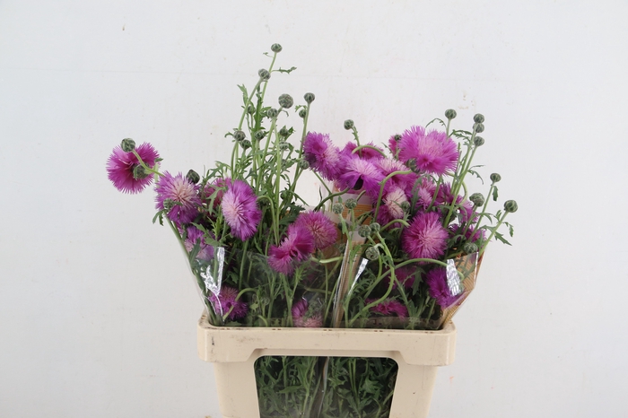 <h4>CENTAU PURPLE VANILLA ARTISTIC</h4>