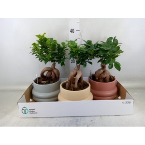 Ficus microcarpa 'Ginseng'