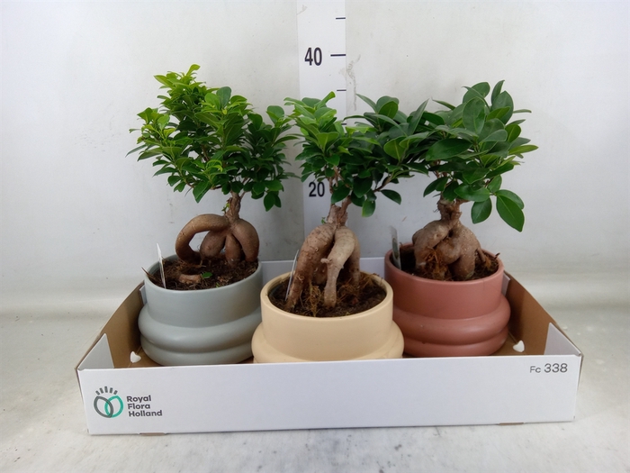 <h4>Ficus microcarpa 'Ginseng'</h4>