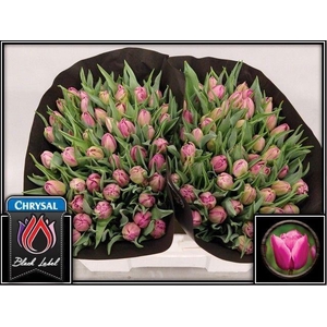 TU DU DOUBLE PRINCES