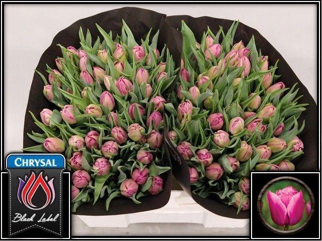 <h4>TU DU DOUBLE PRINCES</h4>