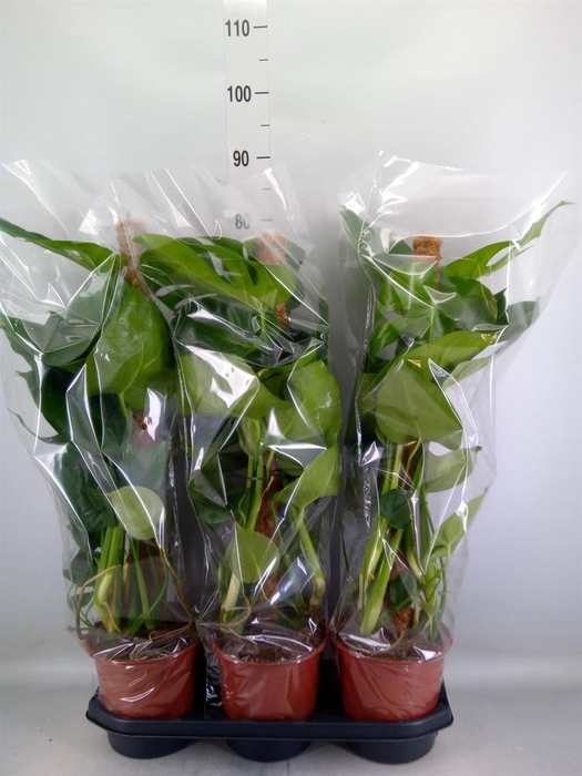 <h4>Monstera delic.</h4>