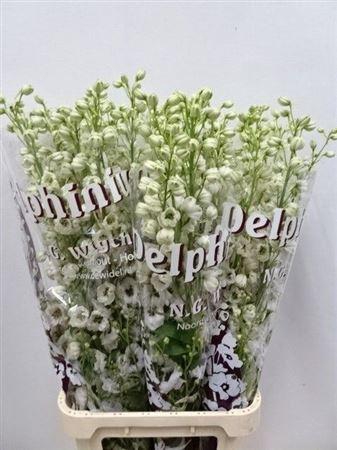 <h4>Delph El Dewi Rocket</h4>