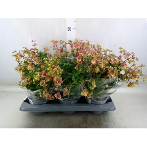 Kalanchoe   ...