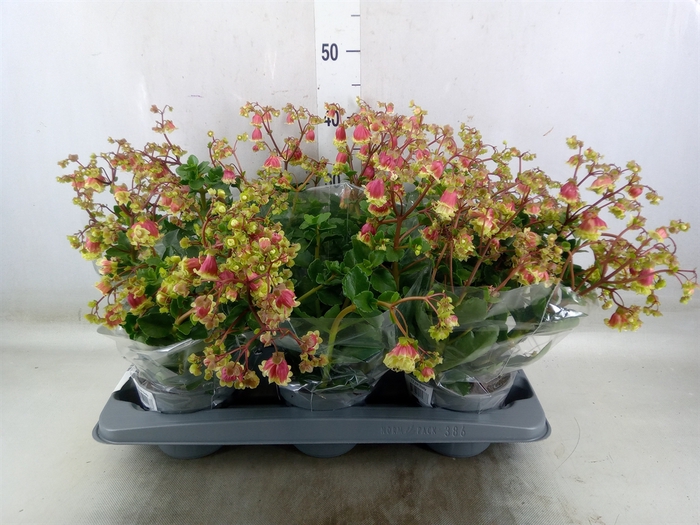 <h4>Kalanchoe   ...</h4>