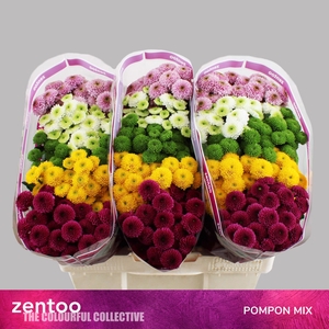 CHRYSANTHEMUM SA   ...MIX POMPON