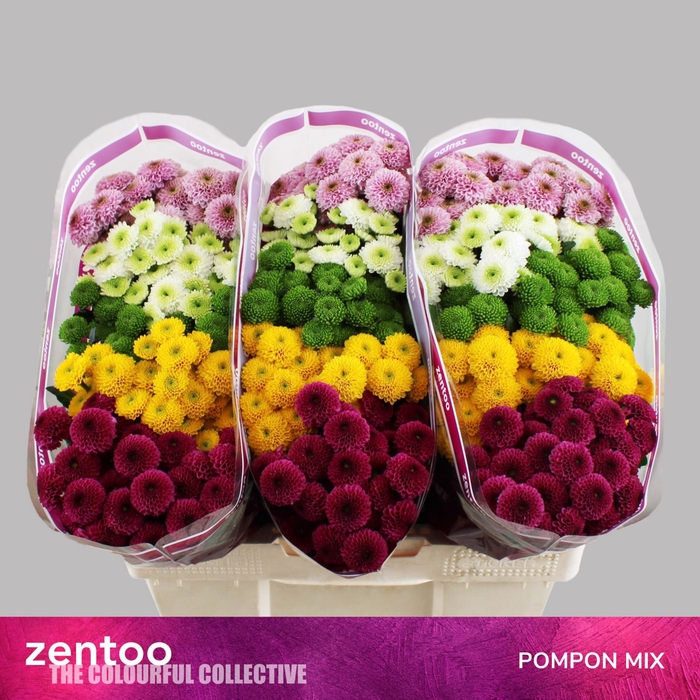 <h4>CHRYSANTHEMUM SA   ...MIX POMPON</h4>