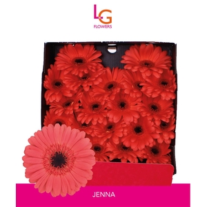 Germini Jenna Diamond
