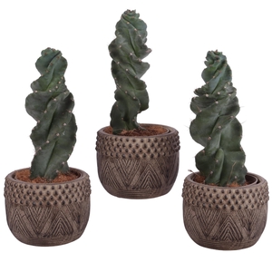 Cactus Cereus Spiralis Ø12cm in Ø16cm Ceramic EV665