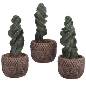 Cactus Cereus Spiralis Ø12cm in Ø16cm Ceramic EV665