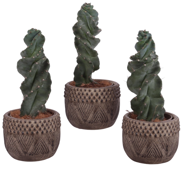 <h4>Cactus Cereus Spiralis Ø12cm in Ø16cm Ceramic EV665</h4>