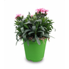 Dianthus overig