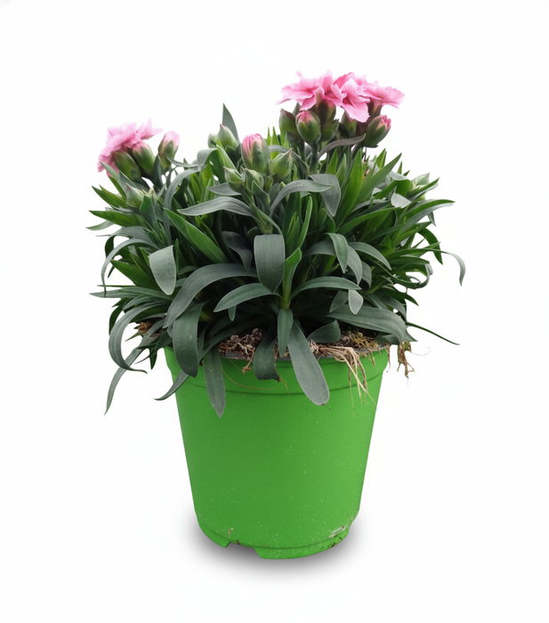 Dianthus overig