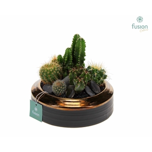 Schaal keramiek brons Large met Cactussen