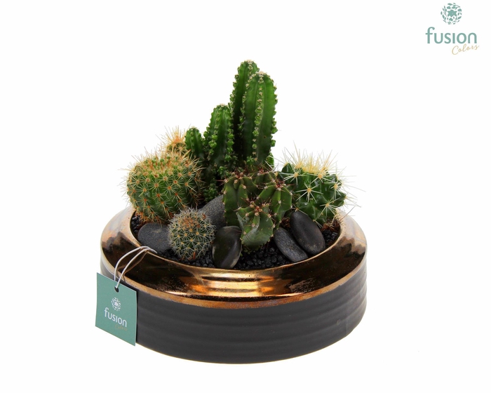 <h4>Schaal keramiek brons Large met Cactussen</h4>