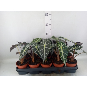 Alocasia amazonica 'Polly'