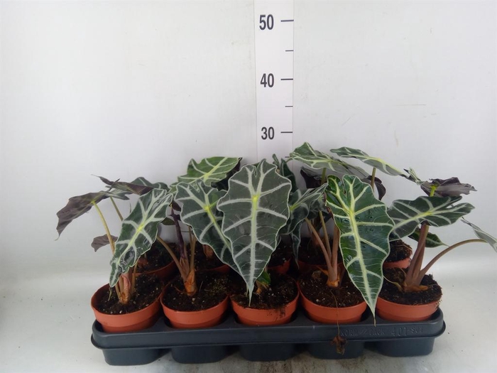<h4>Alocasia amazonica 'Polly'</h4>