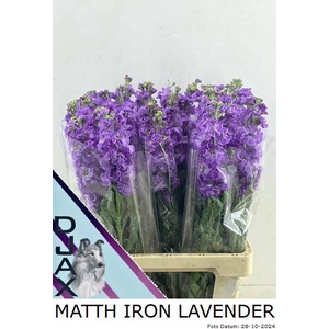 MATTH CENTUM LAVENDE