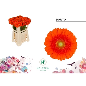 Germini Dorito Water