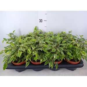 Ficus benja. 'Green Kinky'