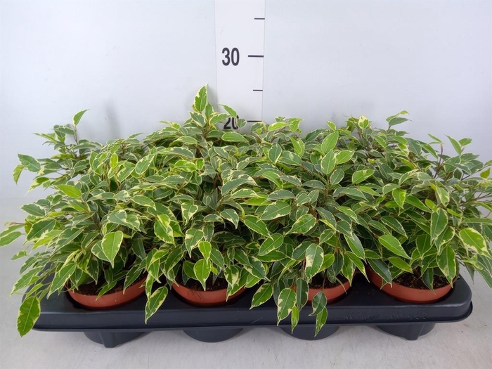 <h4>Ficus benja. 'Green Kinky'</h4>