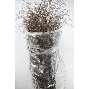 Salix babyl. 'Tortuosa'