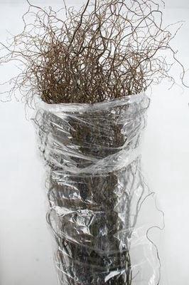 <h4>Salix babyl. 'Tortuosa'</h4>