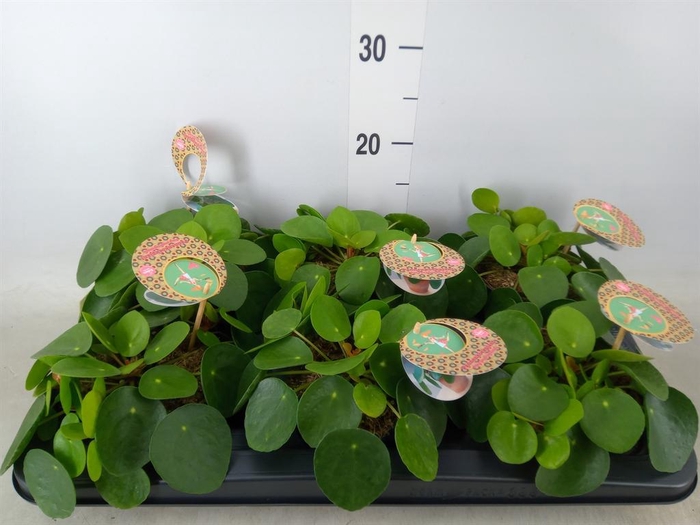 <h4>Pilea peperomioides</h4>