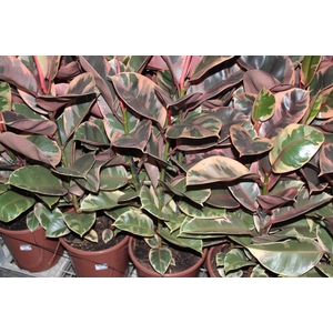 FICUS ELASTICA RUBY P23 MIN 3 HT