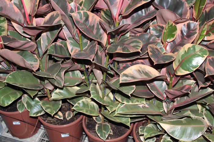 <h4>FICUS ELASTICA RUBY P23 MIN 3 HT</h4>