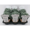 Helichrysum Italicum L'Aroma Currykruid, NL-etiket met tip