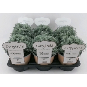 Helichrysum Italicum L'Aroma Currykruid, NL-etiket met tip