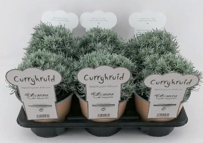 Helichrysum Italicum L'Aroma Currykruid, NL-etiket met tip