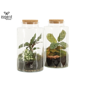 90870: Terrarium arrangement