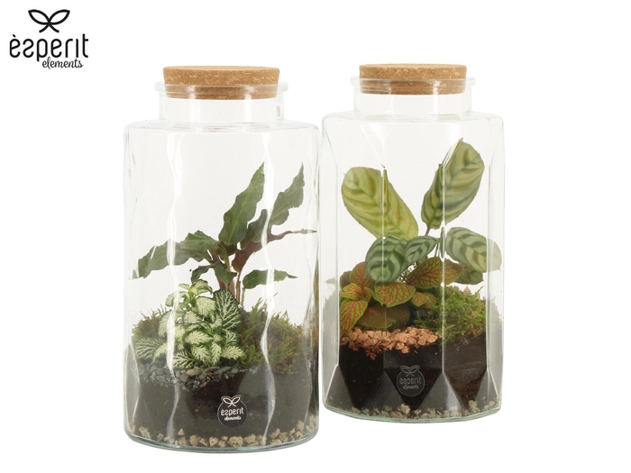 <h4>90870: Terrarium arrangement</h4>