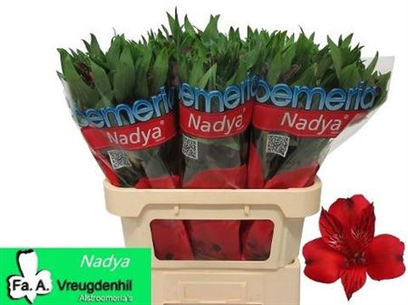 ALSTR NADYA
