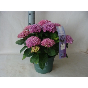 Hydrangea mac.