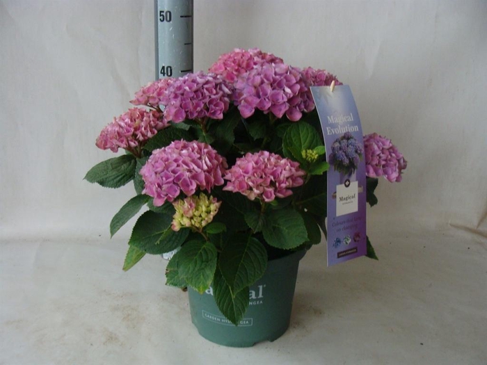 <h4>Hydrangea mac.</h4>