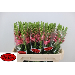 Antir Antibes Rose