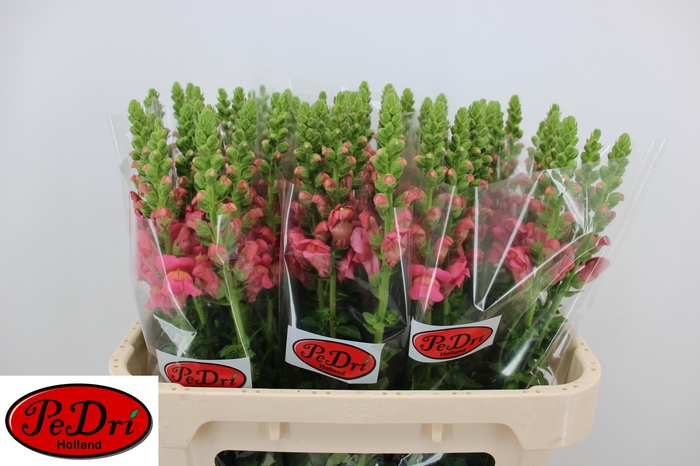 <h4>Antir Antibes Rose</h4>