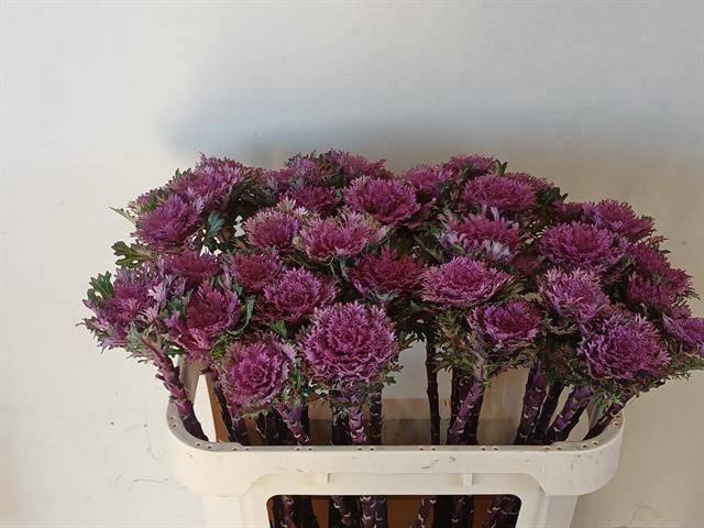 <h4>BRASS CRANE QUEEN</h4>