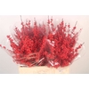 Ilex Verticilata Red