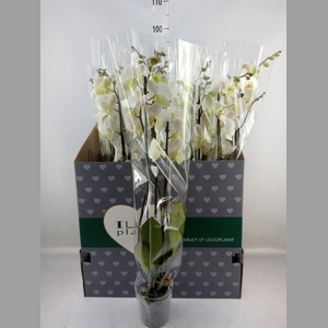 Phalaenopsis   ...white