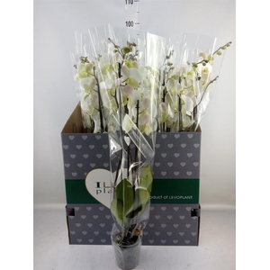 Phalaenopsis   ...white
